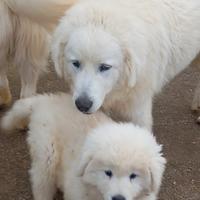 Pastore maremmano abruzzese