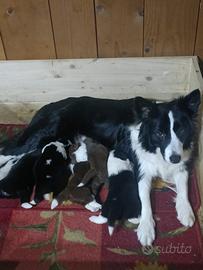 Cuccioli di Border Collie