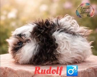 Cavie di razza Lunkarya