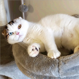 Accoppiamento scottish fold maschio