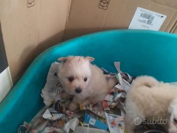 Volpino tedesco toy cuccioli