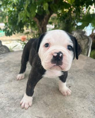 Cuccioli di American Bulldog