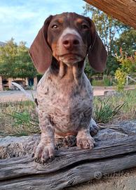 Bassotto piebald cioccolato