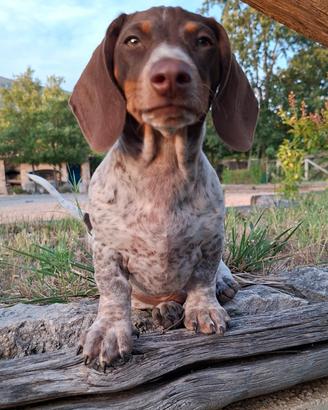 Bassotto piebald cioccolato