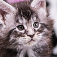 Cuccioli di Maine Coon