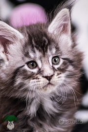Cuccioli di Maine Coon