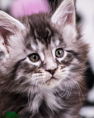 Cuccioli di Maine Coon