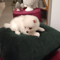 Spitz di Pomerania nano con pedigree ENCI