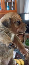 Cane piccola taglia