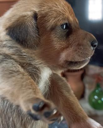 Cane piccola taglia