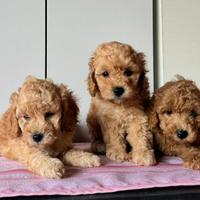 Barboncino albicocca cuccioli disponibili