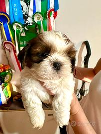 Shihtzu