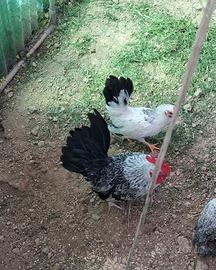 Coppia chiabo