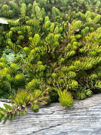 Myriophyllum