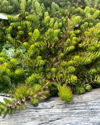 Myriophyllum