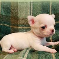 Chihuahua pedigree enci