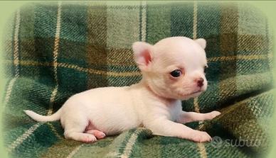Chihuahua pedigree enci