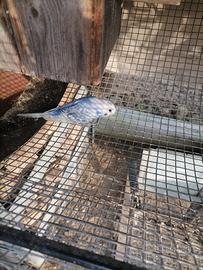 Cocorite giovani azzurre non sessate