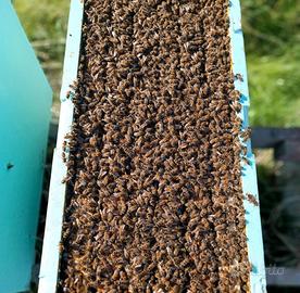 Nuclei d'api Ligustica