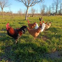 Pulcini galline ruspanti