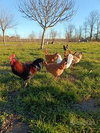 Pulcini galline ruspanti