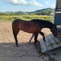 Puledra spagnola 3 anni