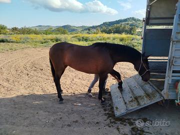 Puledra spagnola 3 anni