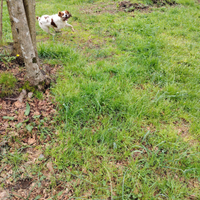 Cane da caccia Bredon