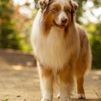 Cucciolo pastore australiano