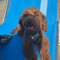 Barboncino nano pedigree per monta