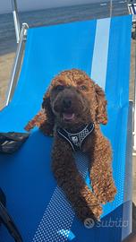 Barboncino nano pedigree per monta