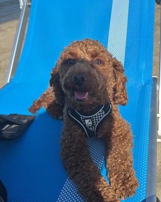 Barboncino nano pedigree per monta