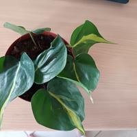 talea philodendron scandens brasil