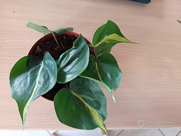 talea philodendron scandens brasil