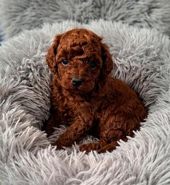 Barboncini mini toy asiatici red brawn