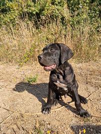 Cucciolo Cane Corso