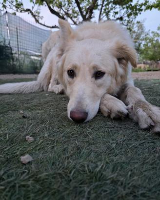 Nadia simil golden di 10 mesi
