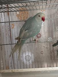 Probabile coppia parrocchetti dal colare