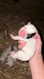 Bulldog francesi