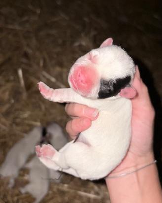 Bulldog francesi