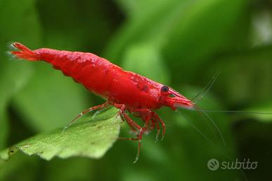 Neo Caridine Red Sakura