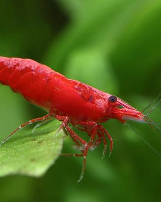Neo Caridine Red Sakura