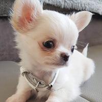 Chihuahua toy pelo raso - cucciola