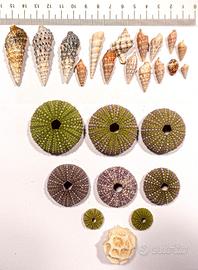 Composizione conchiglie n.1