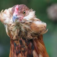 Uova azzurre, Gallina Araucana - Pulcini