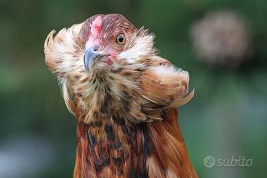 Uova azzurre, Gallina Araucana - Pulcini