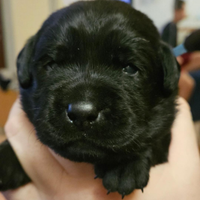 Cucciolo Labrador Retriever Pedigree
