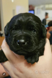 Cucciolo Labrador Retriever Pedigree