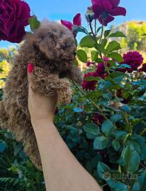 Teddy Teacup Barboncino