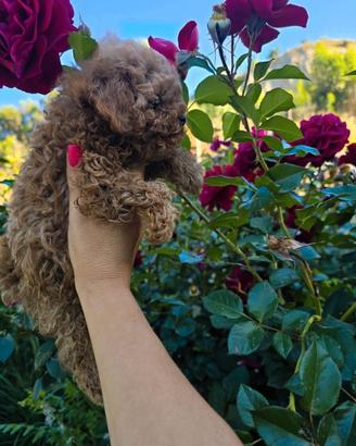 Teddy Teacup Barboncino